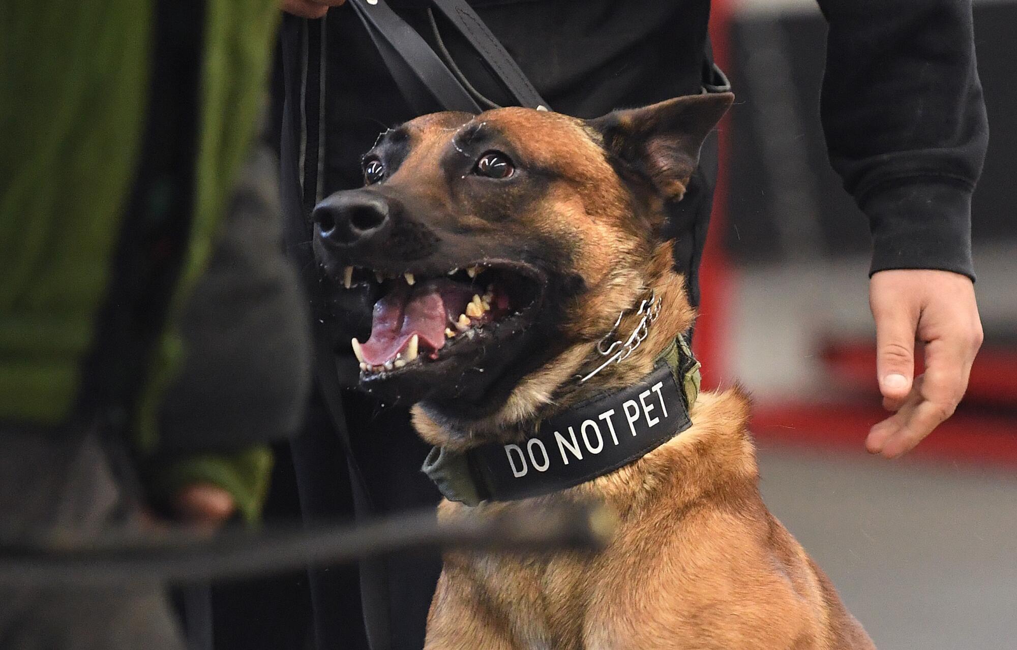 A protection dog at Delta K9 Academy.