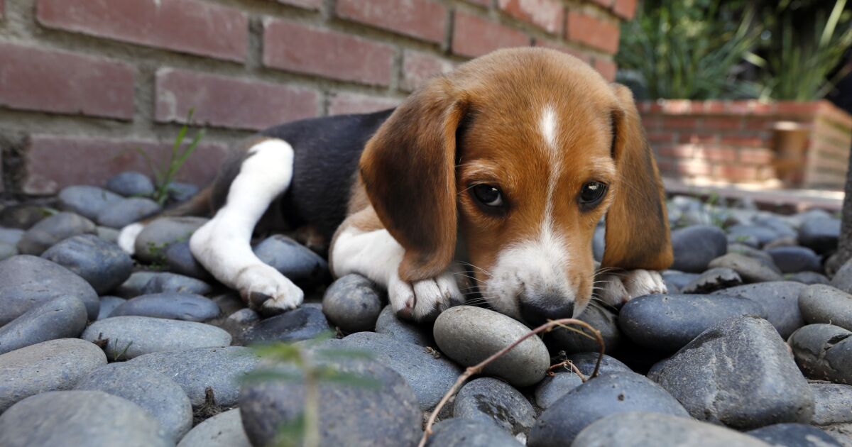 Abcarian: The seizure of thousands of mistreated beagles sparks unsettling questions about animal research Abcarian: The seizure of thousands of mistreated beagles sparks unsettling questions about animal research