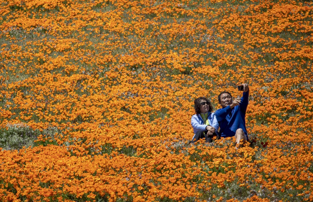 Coronavirus Pandemic Can T Shut Down California Poppy Bloom Los