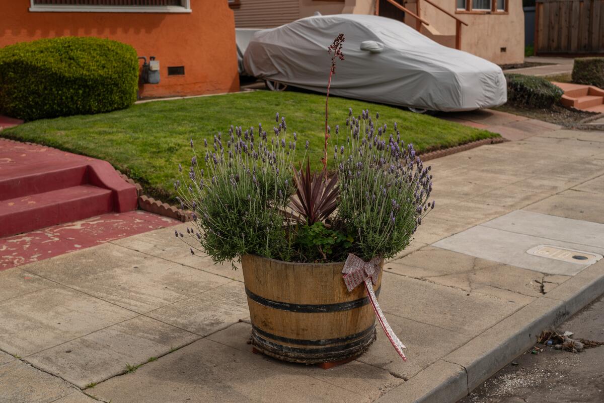 A barrel on the sidewalk planted with lavender.