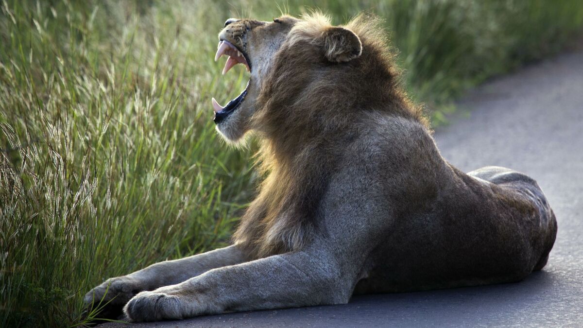 A lion lies on a road in Kruger National Park. Authorities at the South African park found the skull and pants of a rhino poacher they said was stomped by an elephant and eaten by lions.