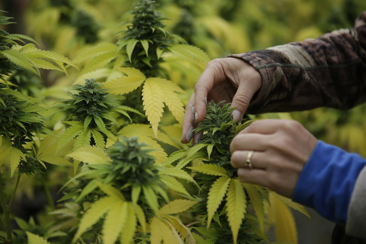A close-up of hands squeezing the buds of a marijuana plant