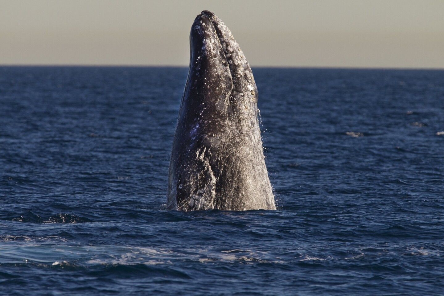 A gray whale appears off the coast of Long Beach on Monday. The number of gray whales spotted migrating south along the Southern California coast in December jumped to 364 from 182 during the same time period in 2012, causing observers to wonder if the once endangered species is experiencing a boom in population or if its migration patterns are shifting.