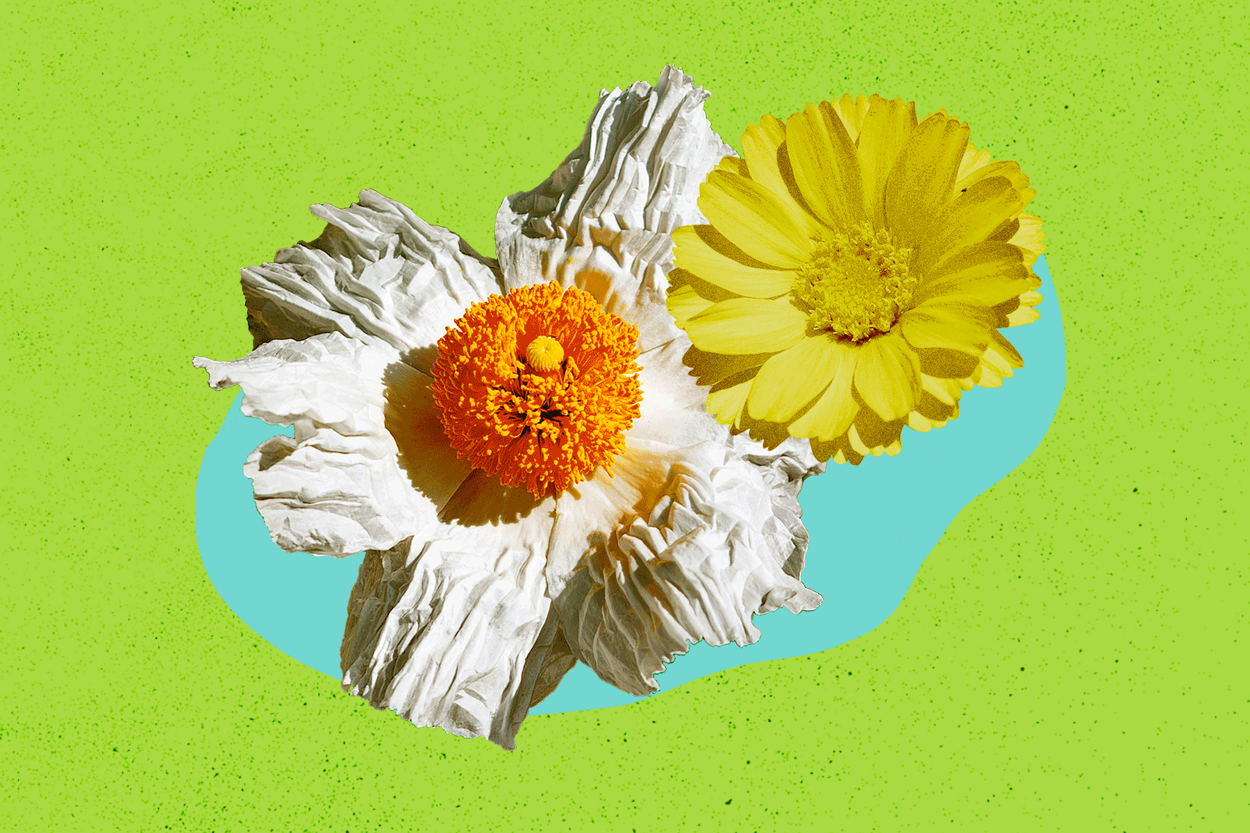 A GIF of a yellow flower next to a white flower on a solid green background.