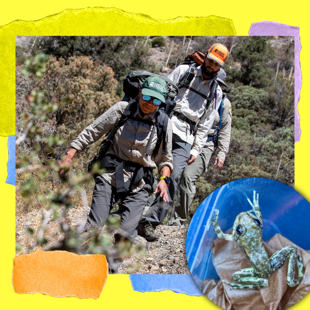 People with backpacks move down a rocky slope. Inset photo shows a closeup of a tiny green frog in a plastic container.