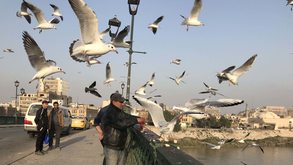 Feeding the seagulls hanging out near the Ahrar bridge is a popular afternoon activity in Baghdad.