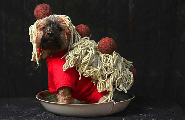 Yorkshire terrier as spaghetti, meatballs