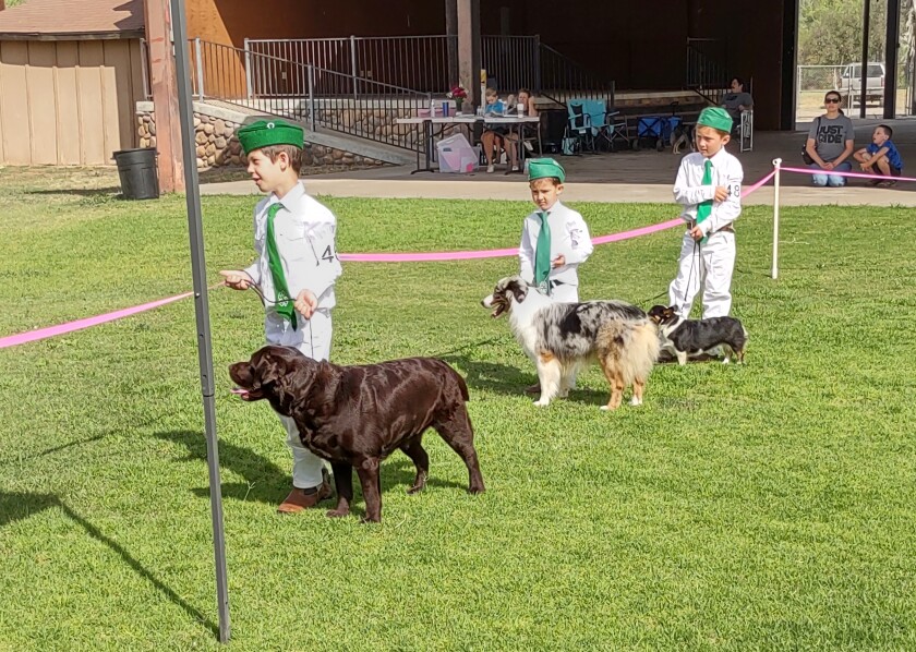 The Ramona Junior Fair’s dog show participants prepare their pups for showing.