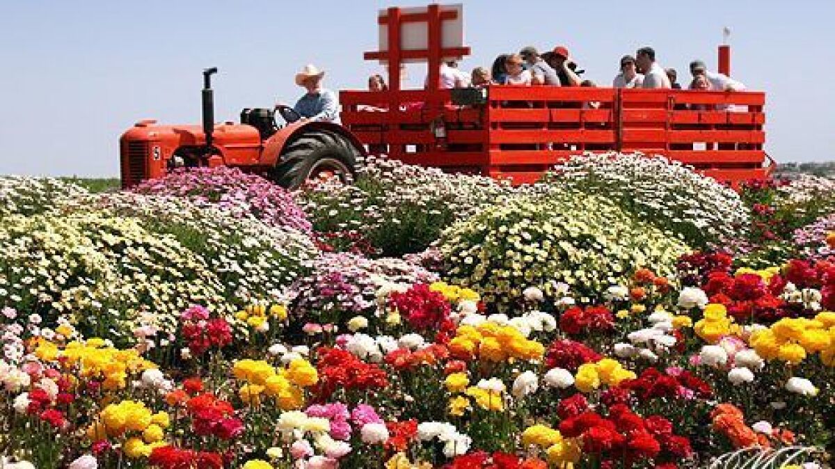 Tour the Flower Fields on an open-air antique tractor.