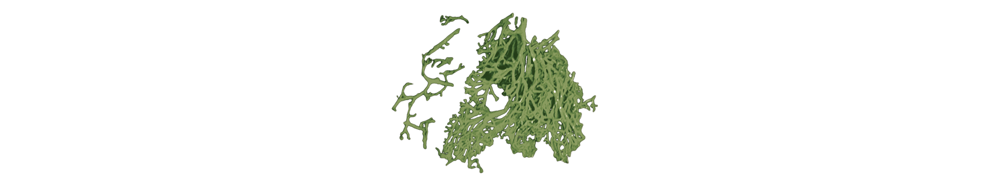 cutout of green sea moss