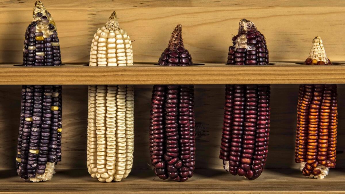 Mexican corn is displayed at Zandunga restaurant in Oaxaca city, Mexico, on March 1.