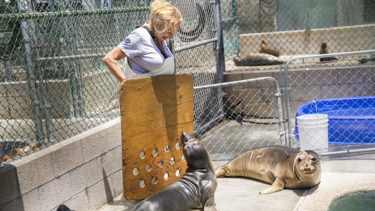 Volunteer Ruby Kumagai uses a herding board to protect herself when entering enclosures at the Marine Mammal Care Center in San Pedro.