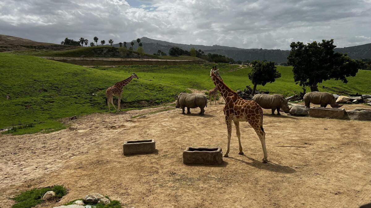 El San Diego Zoo Safari Park te permite un encuentro 