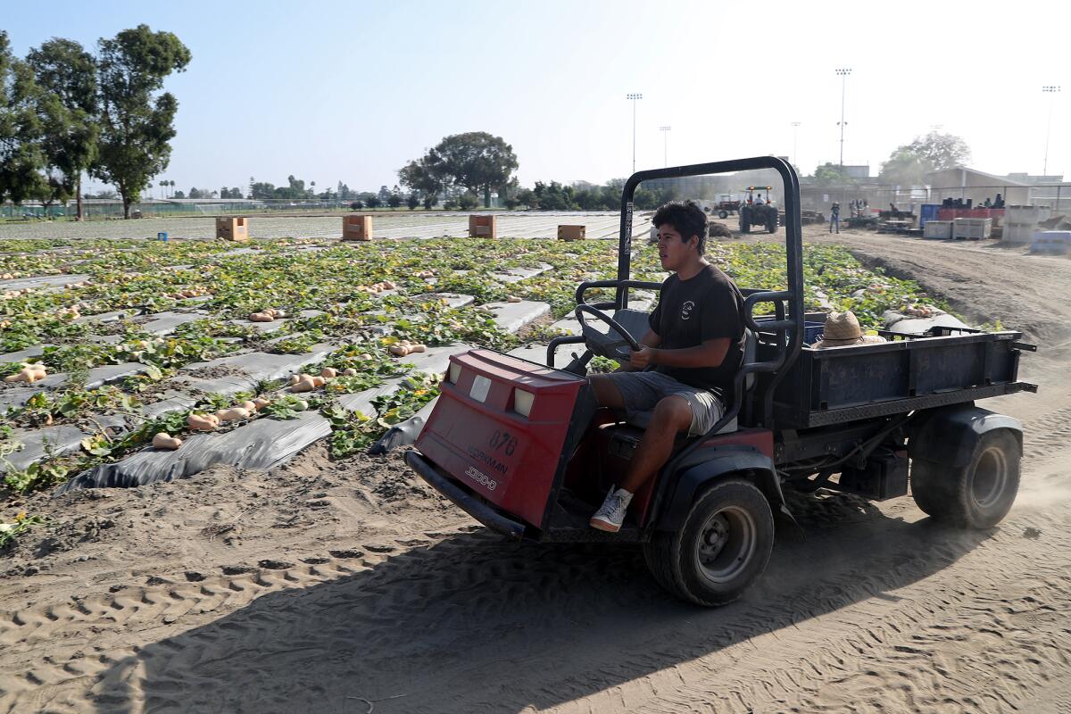 Brandon Ruiz, a coordinator, drives supplies of hats and gloves over for volunteers.