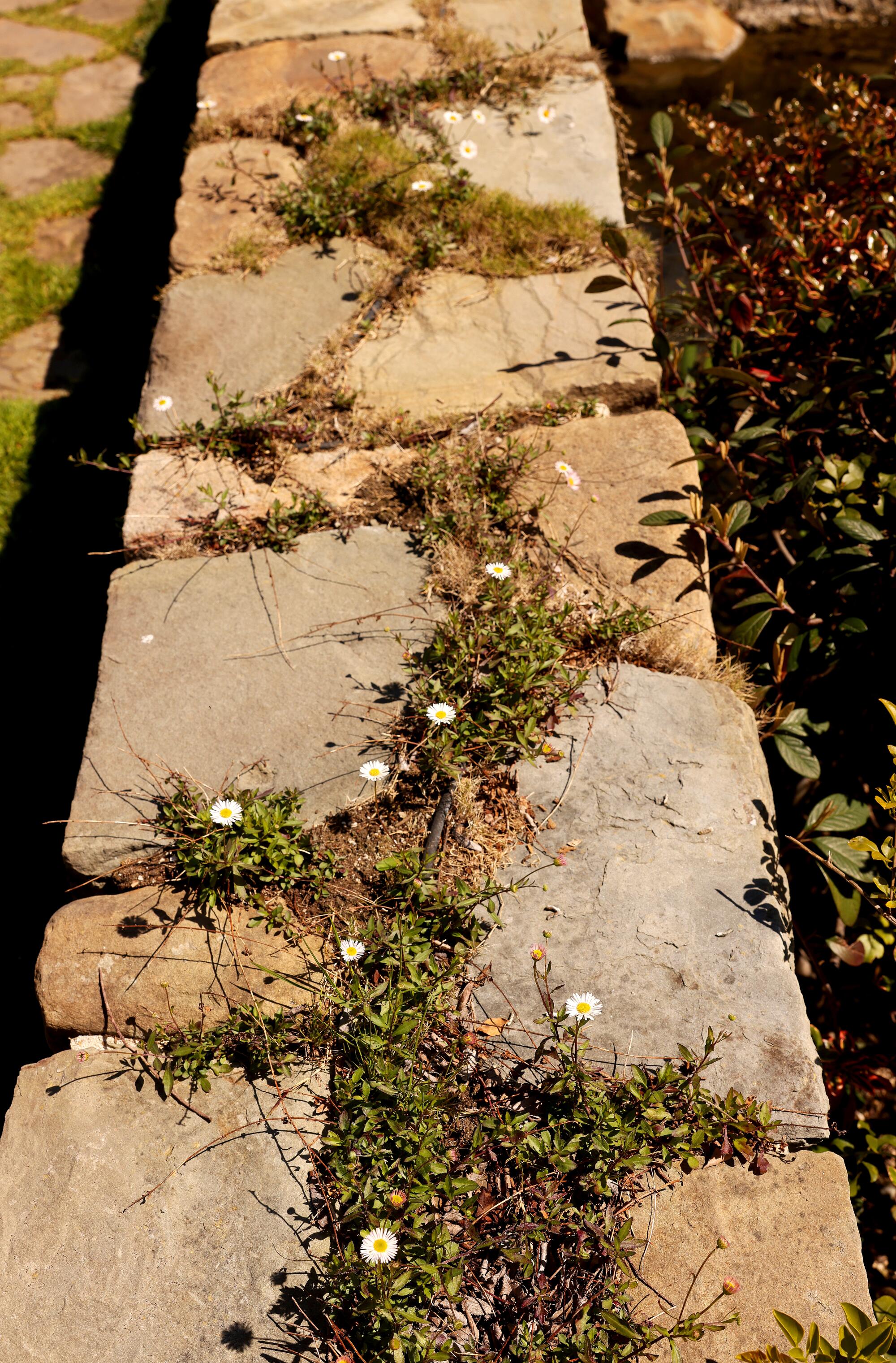 Santa Barbra Charises grow with cracks in the tip of the tip.