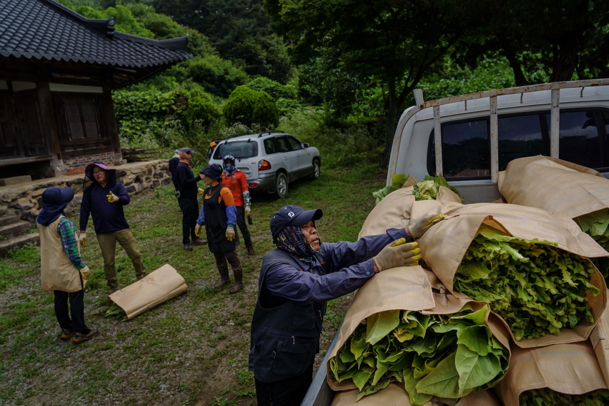 Natawat Tongratoke heaves bales of tobacco leaves onto a truck bed at a farm in in Bokheung-Myeon, South Korea.