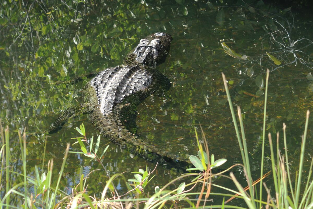 An alligator floats in a canal near Shark Valley Visitor Center.