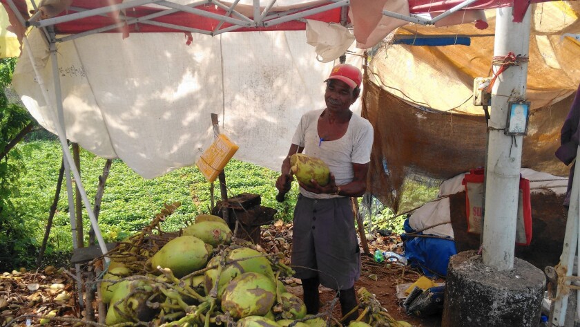 In India A Coconut Picker Takes Work Hazards In Stride Los Angeles Times