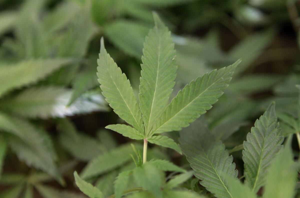 Medical marijuana clone plants at a medical marijuana dispensary in Oakland, Calif.