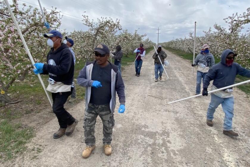 Farmworkers walk into an apple orchard in Washington state's Yakima Valley, where growers say that coronavirus regulations could put them out of business.