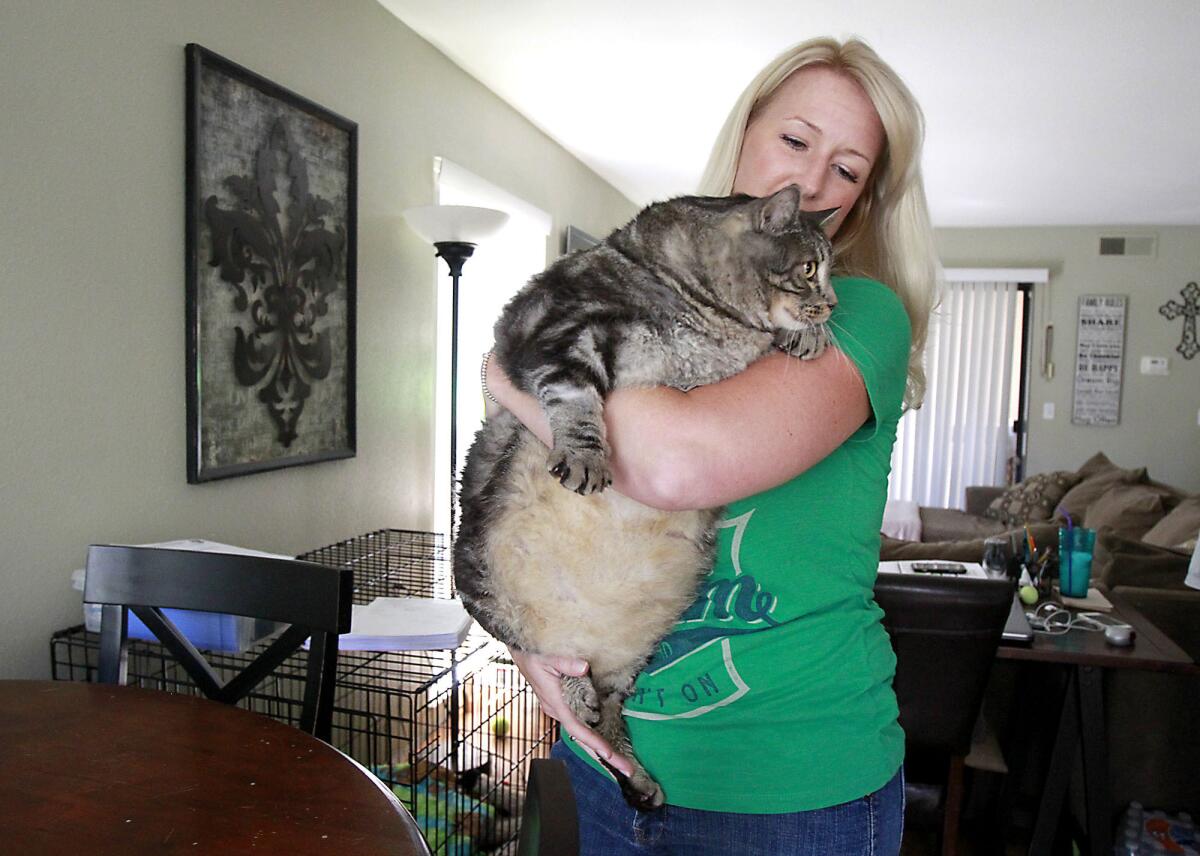 Last week, Angela Jackson-Brunning picked up Little Dude, a 33-pound domestic shorthair cat that she was fostering in her Costa Mesa home until he could get in shape for adoption.