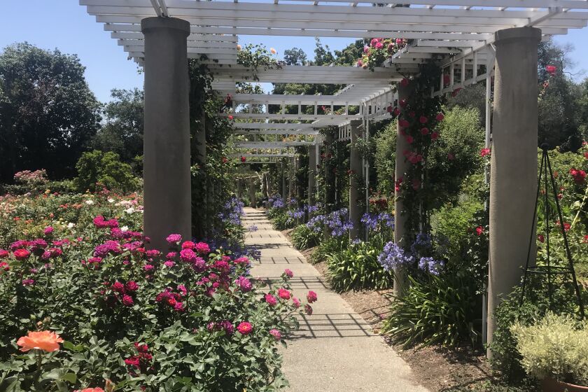 "Roses and agapanthus are still in full bloom in The Huntington's rose garden on June 30, just in time to welcome visitors when the gardens reopen on July 1, after being closed for more than three months due to coronavirus.