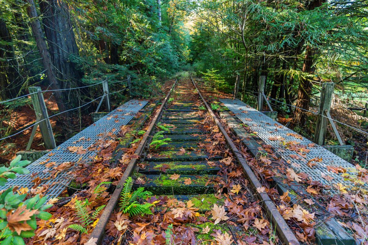 Fallen leaves on a railroad track, where ferns sprout, leading into the forest