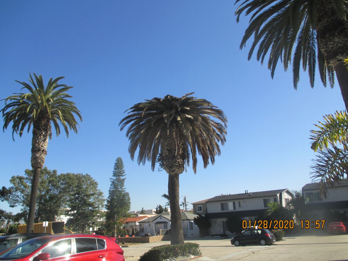 A diseased palm tree outside of Pacific Beach resident Carole Cruz's home.