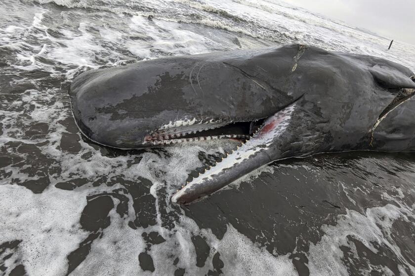 In this photo provided by Oregon State Parks, a dead sperm whale is seen washed up on the Oregon coast near Fort Stevens State Park in Clatsop County, Oregon on Sunday, Jan. 15, 2023. A necropsy performed by the federal NOAA Fisheries agency found the cause of death was a ship strike.(Oregon State Parks via AP)