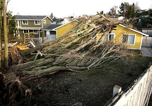 A tree toppled onto a house in Tacoma, Wash., near the Tacoma Narrows bridge.