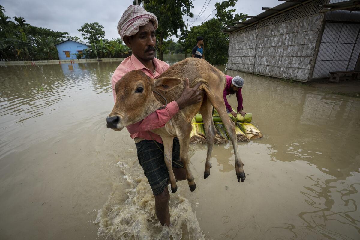 Un aldeano carga un ternero tras la inundación en la aldea de Korea, al oeste de Gauhati, India
