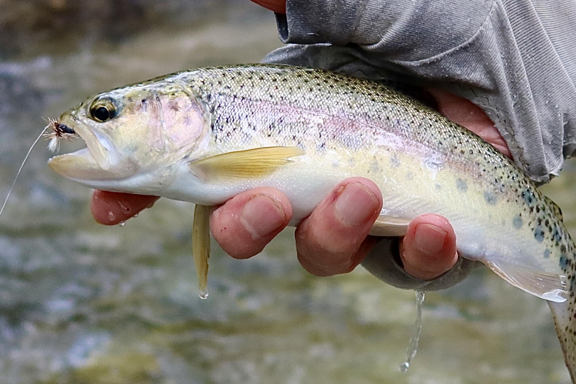 A person holds a rainbow trout, a fish with spots and a pinkish stripe.