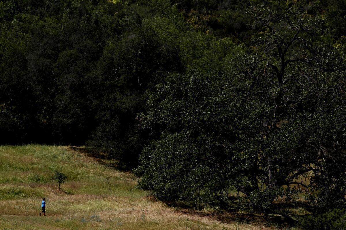 The dirt Coyote Canyon Trail winds into an oak glade called Witches' Wood.