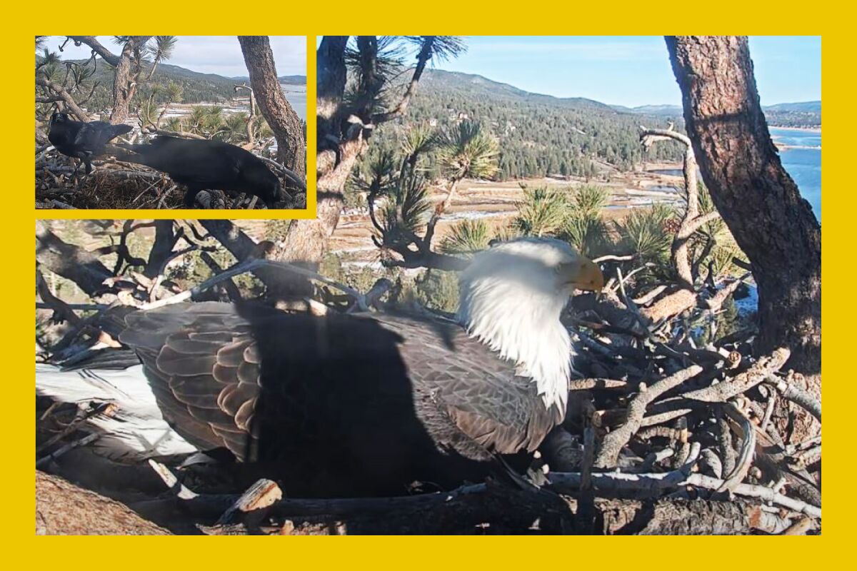 The bald eagle nicknamed Jackie sits on the second egg she laid last week, top left; the first was eaten by ravens.