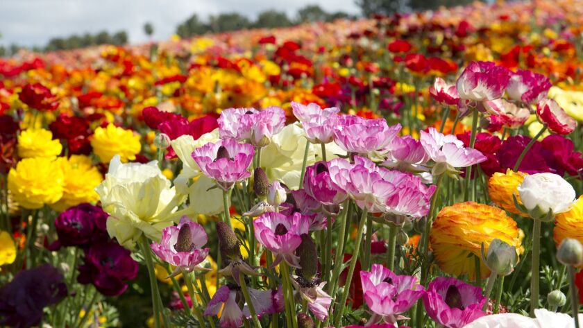 Flower Fields Now In Full Bloom The San Diego Union Tribune