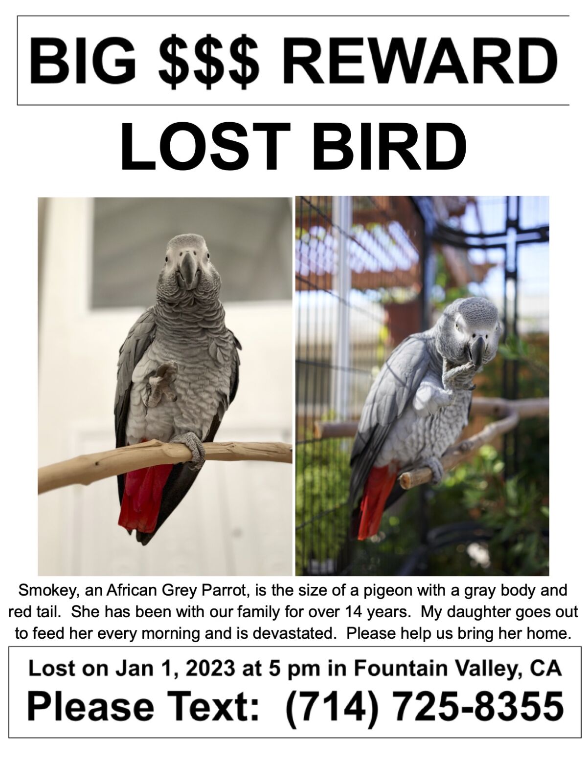 A flier created by Fountain Valley resident John Nguyen, who's been missing his African grey parrot Smokey since Jan. 1.