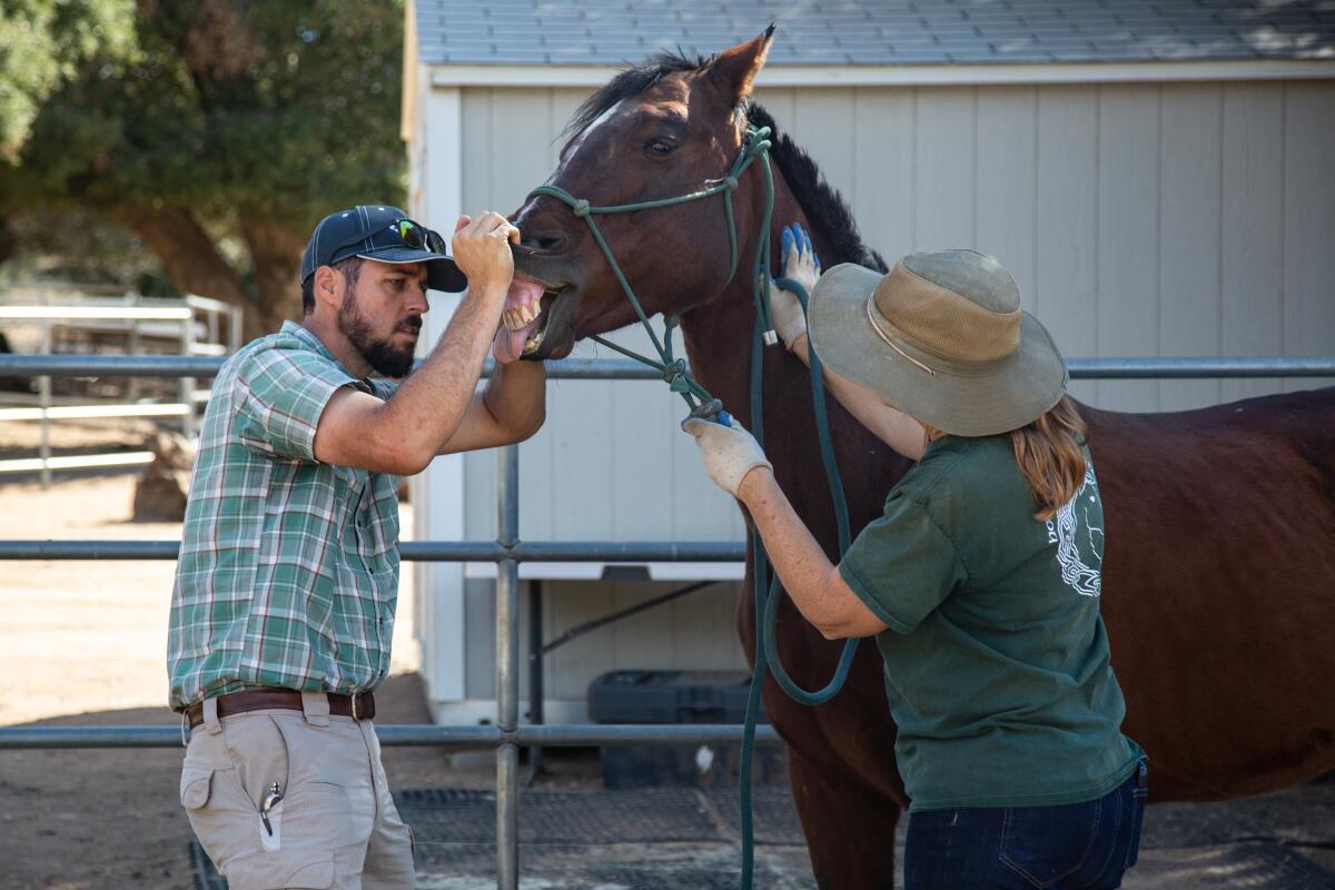 Dr. Aaron Harlan gives a newly rescued mare a health exam at Horses of Tir Na Nog in Guatay.