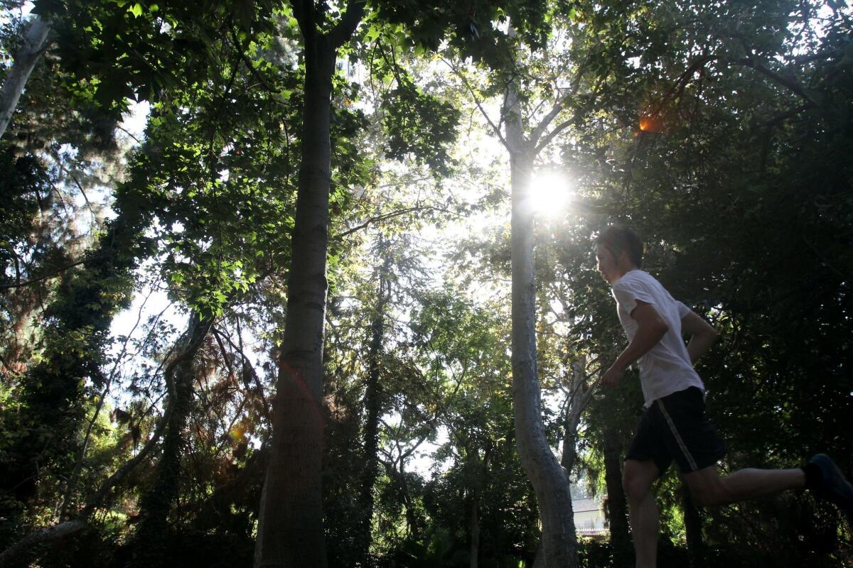 The walk begins at Los Feliz Boulevard and Fern Dell Drive, following the path that starts behind the statue of a bear cub. Through the canyon, shaded by oak, sycamore, pine and redwood, is a paved walkway. Stay to the right when it branches off.