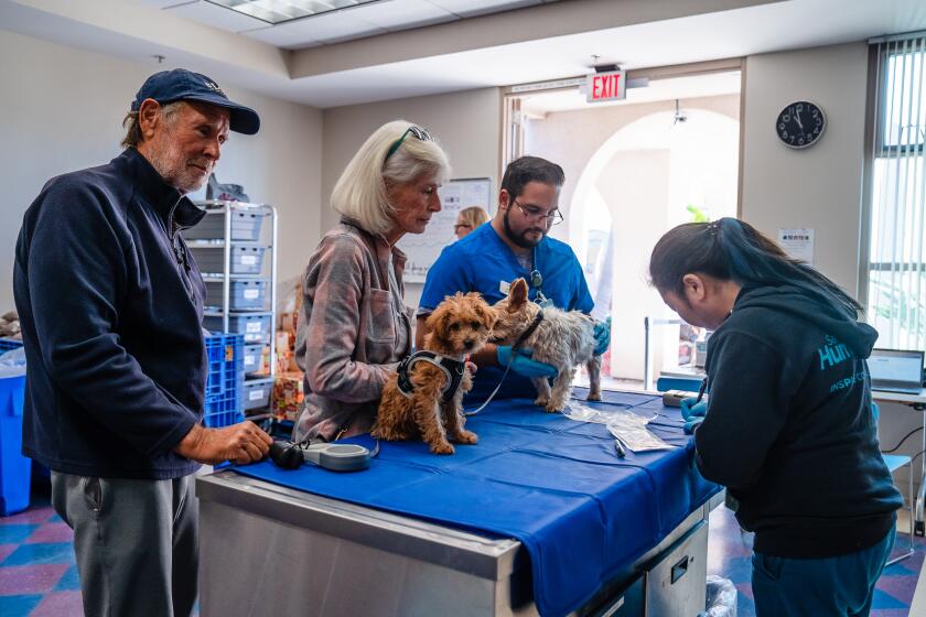 Ellen Pirie and her husband Terry Hancock take their dogs Benny and June to get microchipped which is part of the low cost services at San Diego Humane Society in Linda Vista on Feb. 23, 2024. (Ariana Drehsler / For The San Diego Union-Tribune)