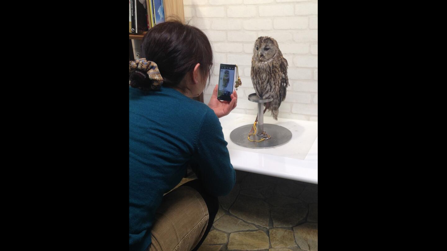 Quality time with owls