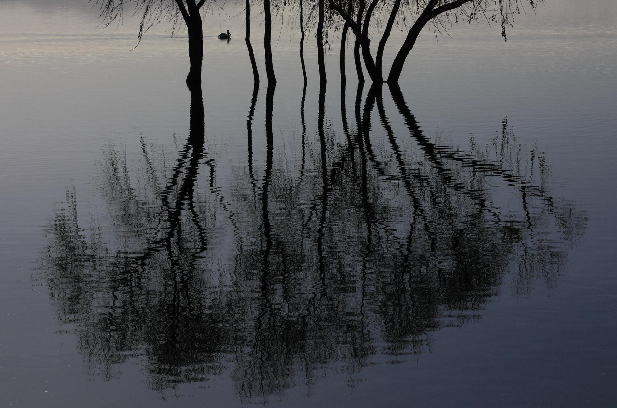 A pelican glides past the reflection of a partially submerged tree in Lake Elsinore.