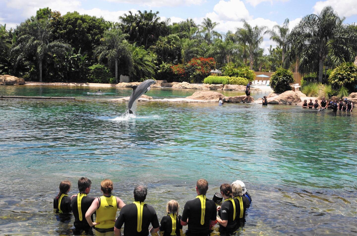 Patrons interact with dolphins at Discovery Cove in this 2011 file photo.
