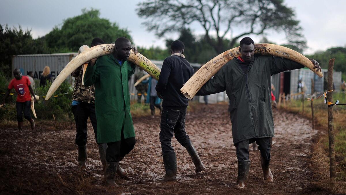 Volunteers carry elephant tusks to a burning site for a historic destruction of illegal ivory and rhino horn confiscated mostly from poachers in Nairobi.