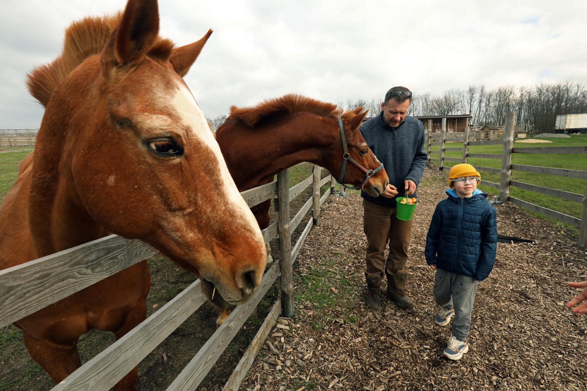 Man and boy next to horses