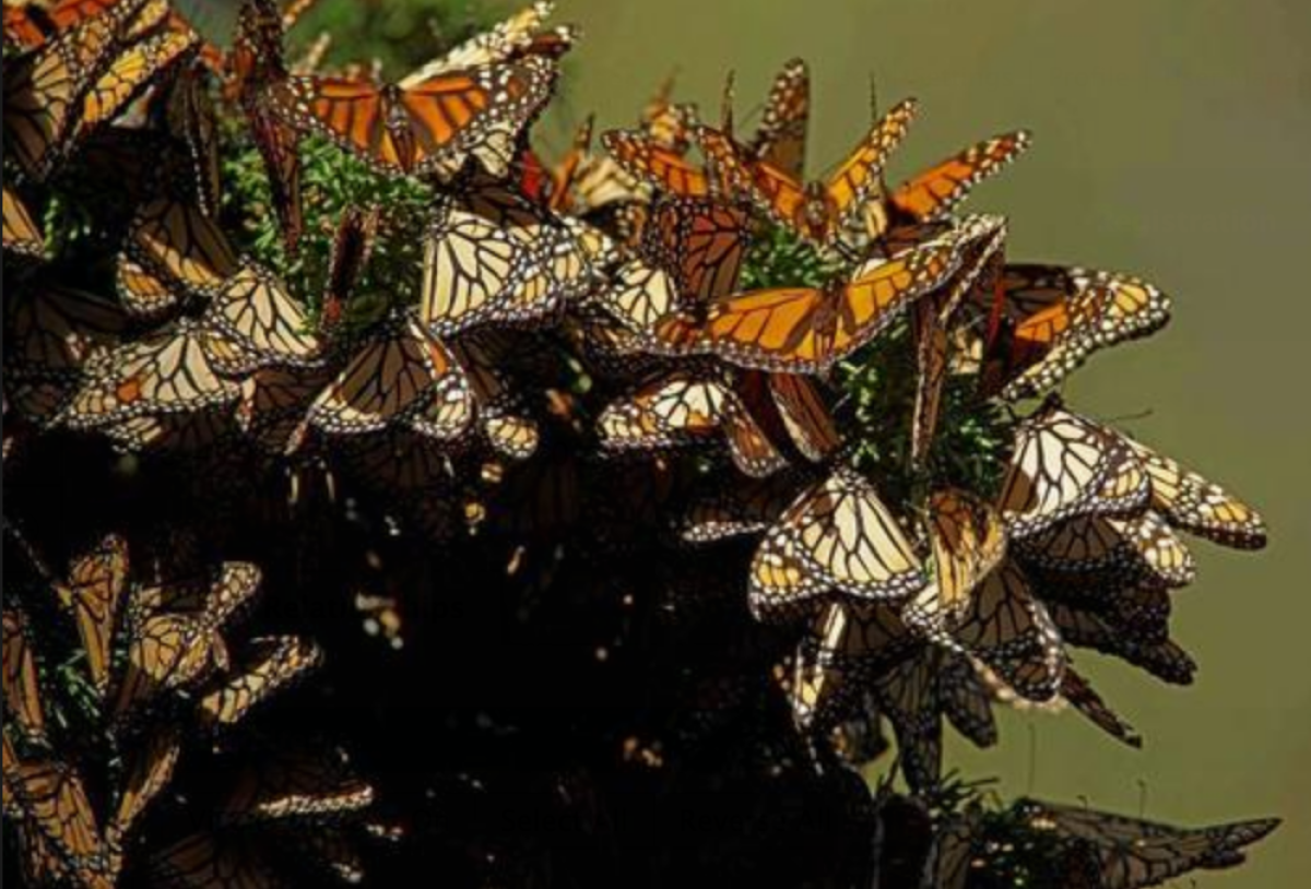 Fotografía cedida este lunes de mariposas Monarca (Danaus plexippus) en los bosques de Oyamel en los sitios históricos de hibernación de los santuarios El Rosario y Sierra Chincua, en Michoacán, así como en Cerro Pelón, en el Estado de México, dentro de la Reserva de la Biósfera Mariposa Monarca. EFE/CONAP