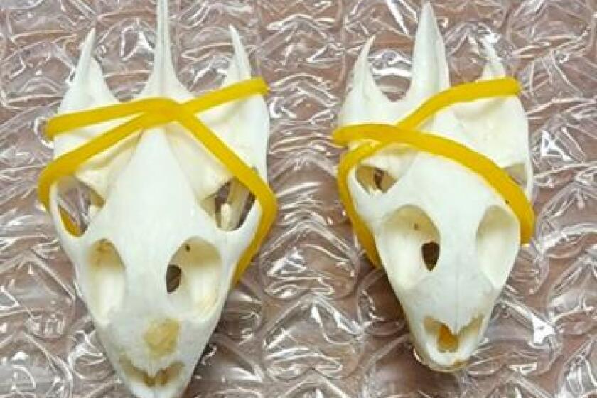Turtle skulls were among the thousands of items detained by U.S. Customs and Border Protection.