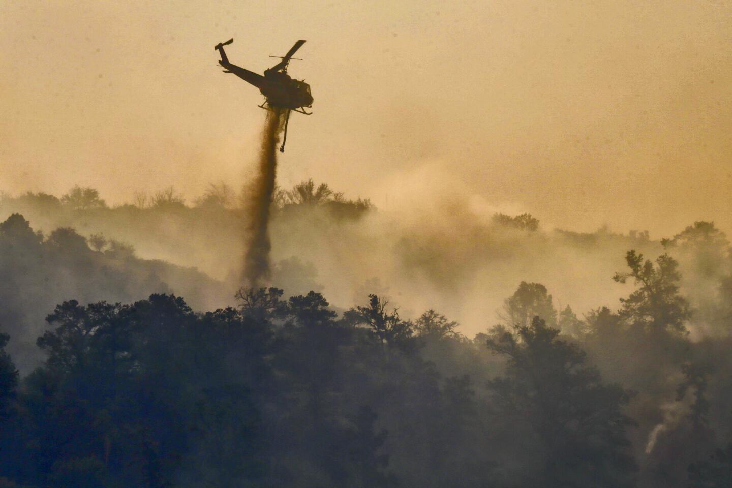 53 Ilustrações de Jungle Mist - Getty Images