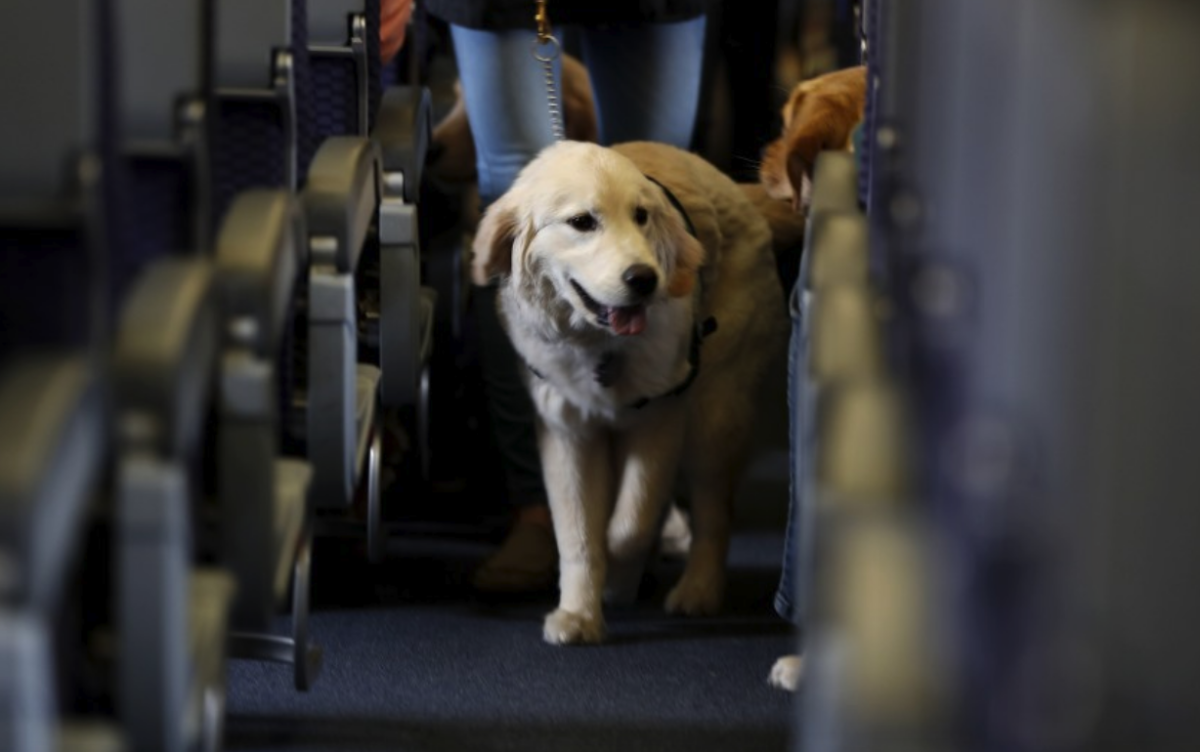 Fotografía de archivo del 1 de abril de 2017, un perro de servicio camina por el pasillo de un avión de United Airlines 