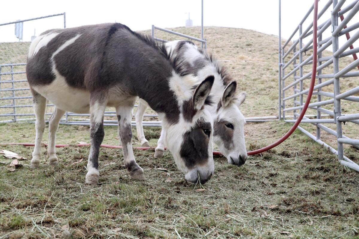 Two mini female guard donkeys graze in a pen at the OC fairgrounds in Costa Mesa on Thursday.