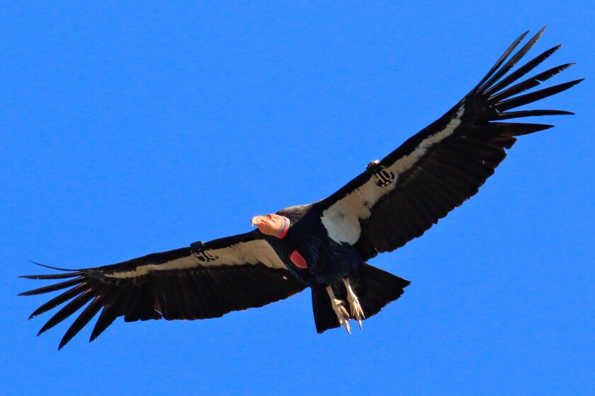 California condors are the biggest birds around, and they're back - Los ...